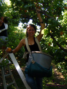 fruit picking abricots