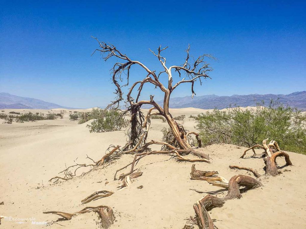 mesquite flat dunes death valley