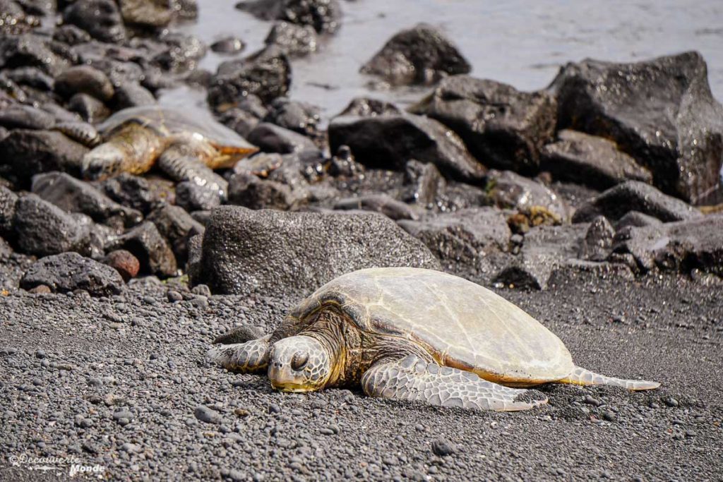 Big Island : Mon voyage de 10 jours sur la plus grande des îles d'Hawaii. Ici des tortues géantes vertes à Hawaii. Retrouvez l'article ici: https://www.decouvertemonde.com/big-island-voyage-iles-hawaii