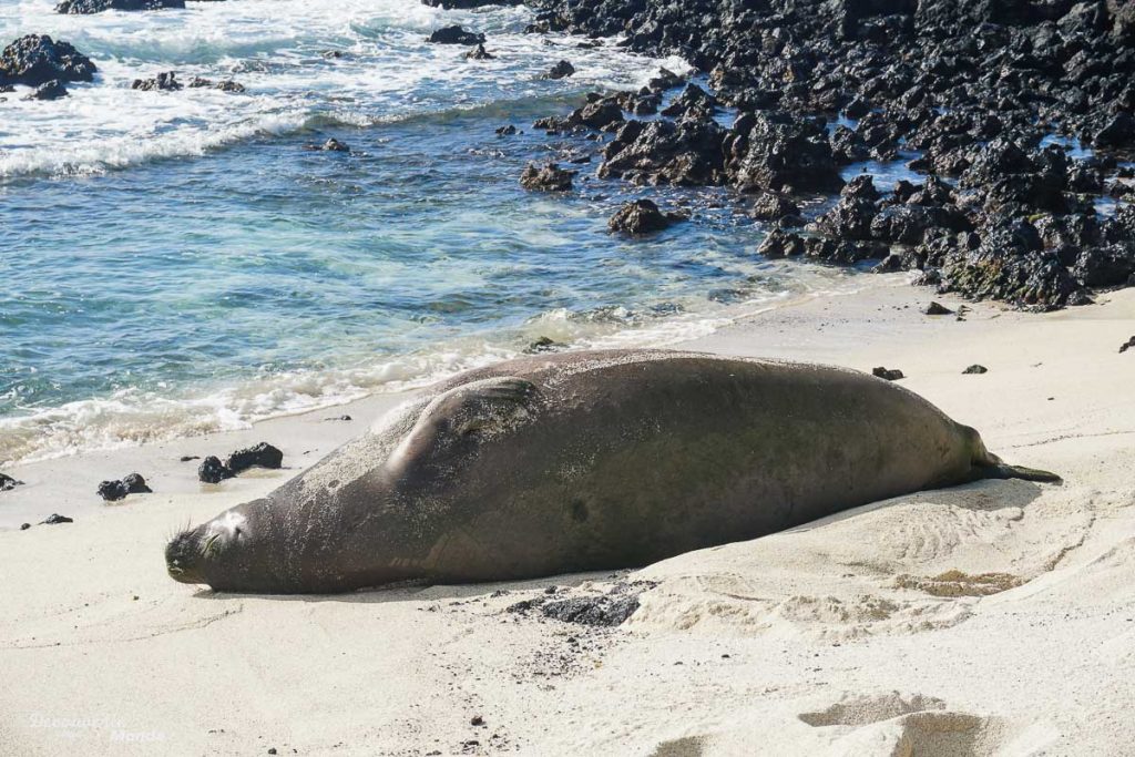 Big Island : Mon voyage de 10 jours sur la plus grande des îles d'Hawaii. Ici un phoque moine au Kekaha kai park. Retrouvez l'article ici: https://www.decouvertemonde.com/big-island-voyage-iles-hawaii