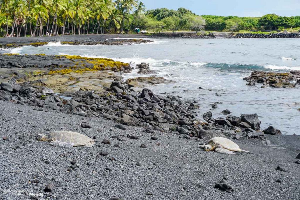 Big Island : Mon voyage de 10 jours sur la plus grande des îles d'Hawaii. Ici des tortues géantes vertes sur la plage Panalu'u à Hawaii. Retrouvez l'article ici: https://www.decouvertemonde.com/big-island-voyage-iles-hawaii