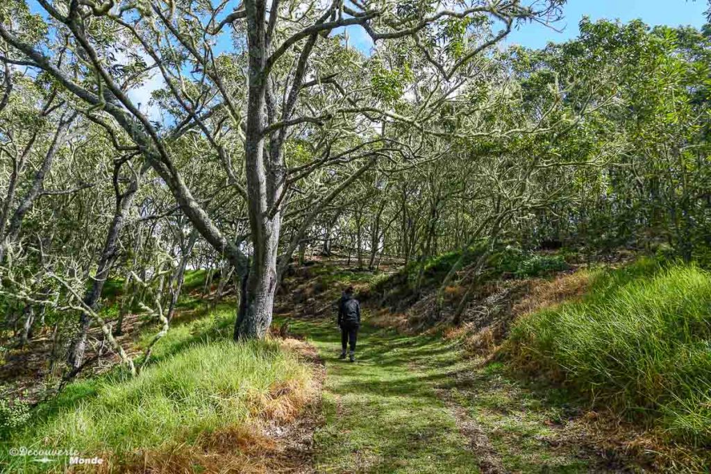 Big Island : Mon voyage de 10 jours sur la plus grande des îles d'Hawaii. Ici en randonnée sur le Pu'u Huluhulu. Retrouvez l'article ici: https://www.decouvertemonde.com/big-island-voyage-iles-hawaii