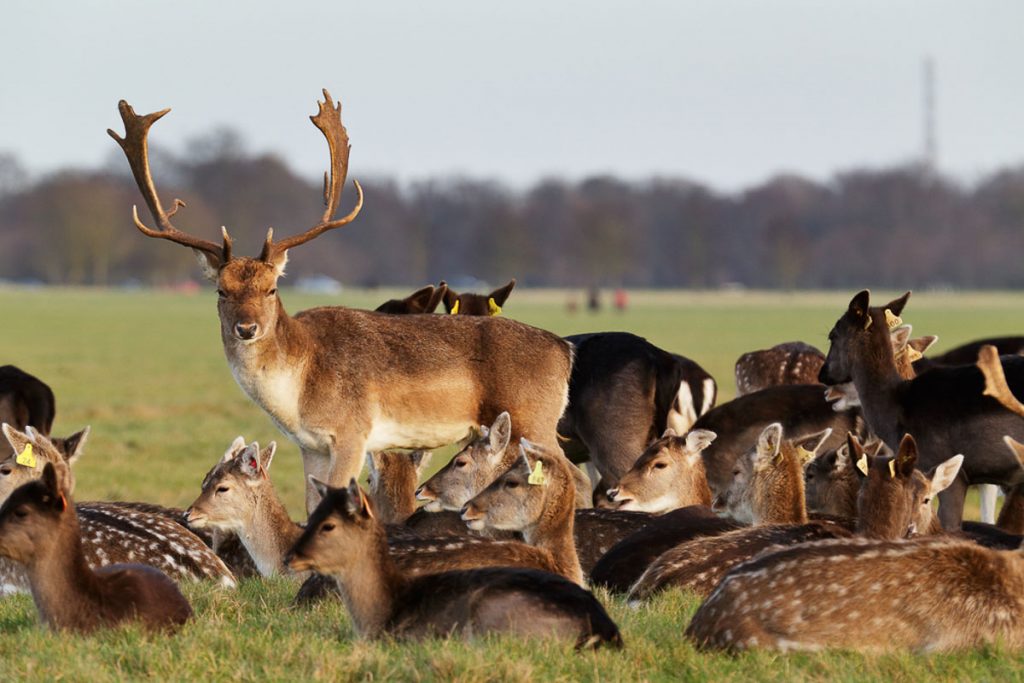 Les cerfs sauvages du Phoenix Park à Dublin. Photo tirée de mon article Visiter Dublin en Irlande : Que voir et faire le temps d'un weekend. #irlande #dublin #europe #voyage