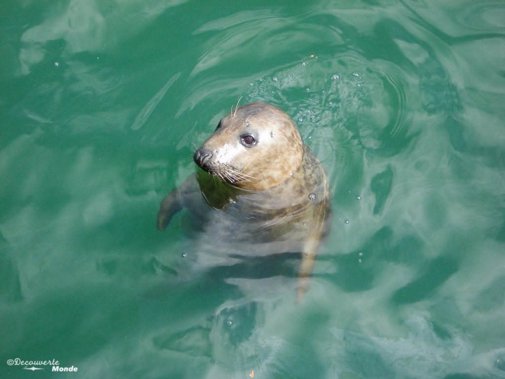 Un mignon petit phoque venu me faire coucou à Howth près de Dublin. Photo tirée de mon article Visiter Dublin en Irlande : Que voir et faire le temps d'un weekend. #irlande #dublin #europe #voyage