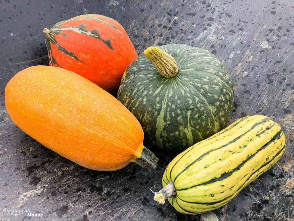 Cueillette de courges dans les Laurentides avec la Navette Nature dans mon article Mon été à découvrir le Québec avec la Navette Nature #navettenature #parcnational #sansvoiture #bus #nature #quebec #laurentides #vignoble