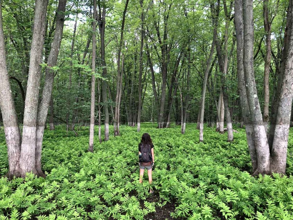 Randonnée au Parc national d'Oka avec la Navette Nature dans mon article Mon été à découvrir le Québec avec la Navette Nature #navettenature #parcnational #sansvoiture #bus #nature #quebec #oka