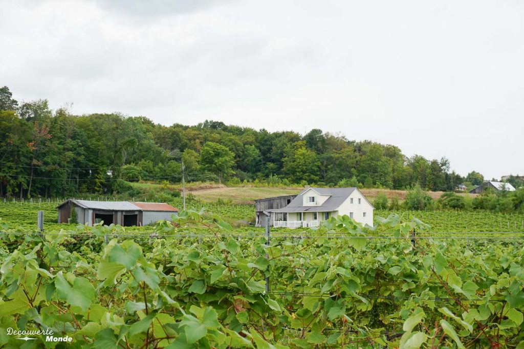 Visite d'un vignoble dans les Laurentides avec la Navette Nature dans mon article Mon été à découvrir le Québec avec la Navette Nature #navettenature #parcnational #sansvoiture #bus #nature #quebec #laurentides #vignoble